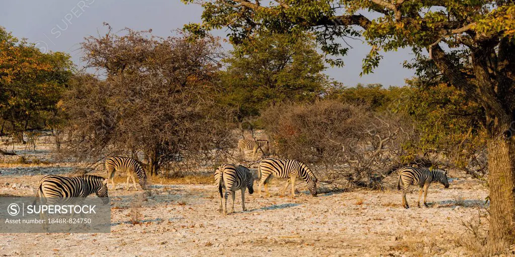 Burchell's Zebras (Equus burchellii), herd in the bushland, Etosha National Park, Namibia