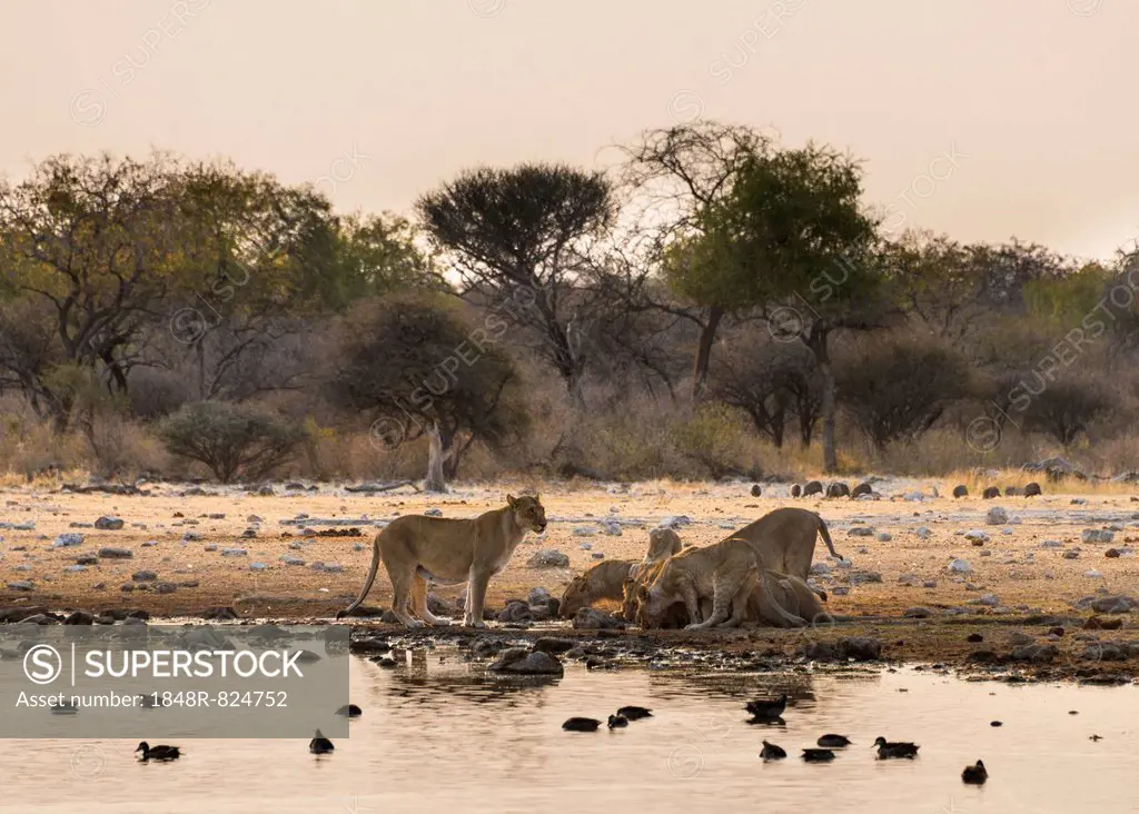 Pride of lions (Panthera leo) drinking at the Klein Namutoni waterhole, Etosha National Park, Namibia