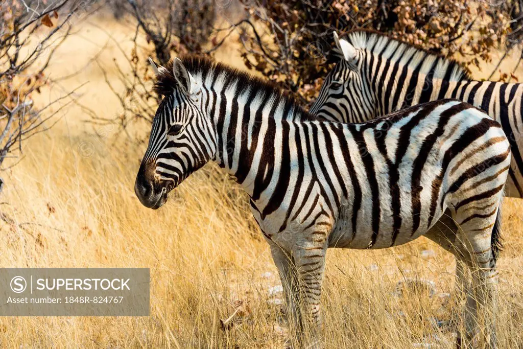 Burchell's Zebras (Equus burchellii) in the dry grass, Etosha National Park, Namibia