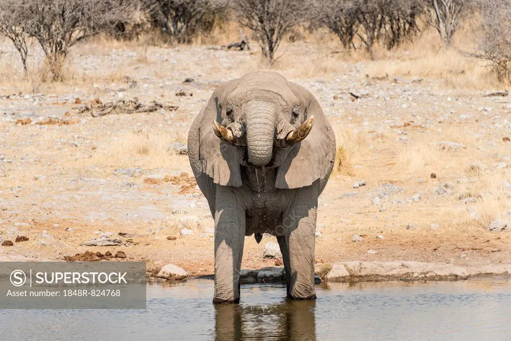 African Bush Elephant (Loxodonta africana) drinking at Koinachas Waterhole, Etosha National Park, Namibia
