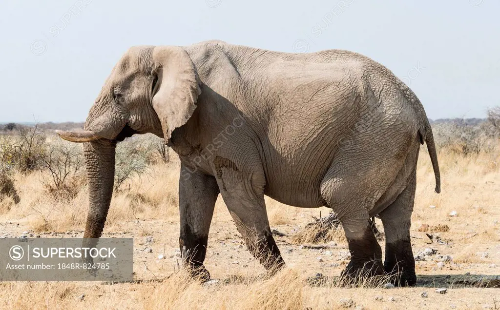 African Bush Elephant (Loxodonta africana) walking with wet feet on dry grassland, Etosha National Park, Namibia