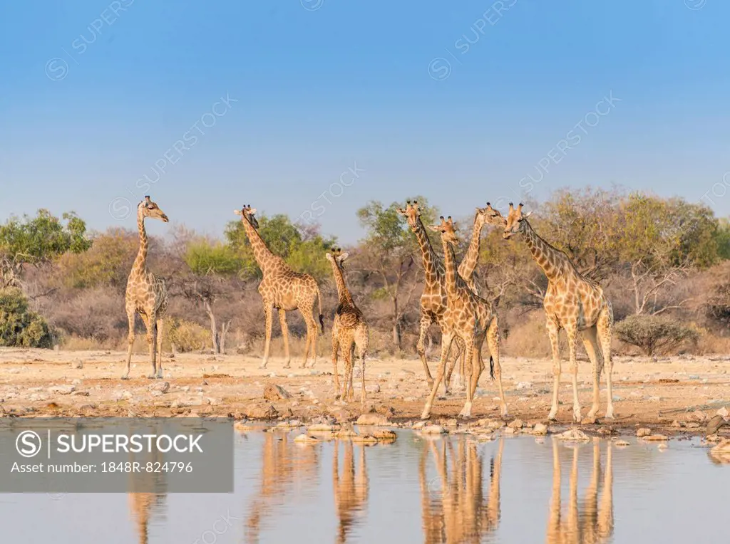 Giraffes (Giraffa camelopardis), Klein Namutoni water hole, Etosha National Park, Namibia