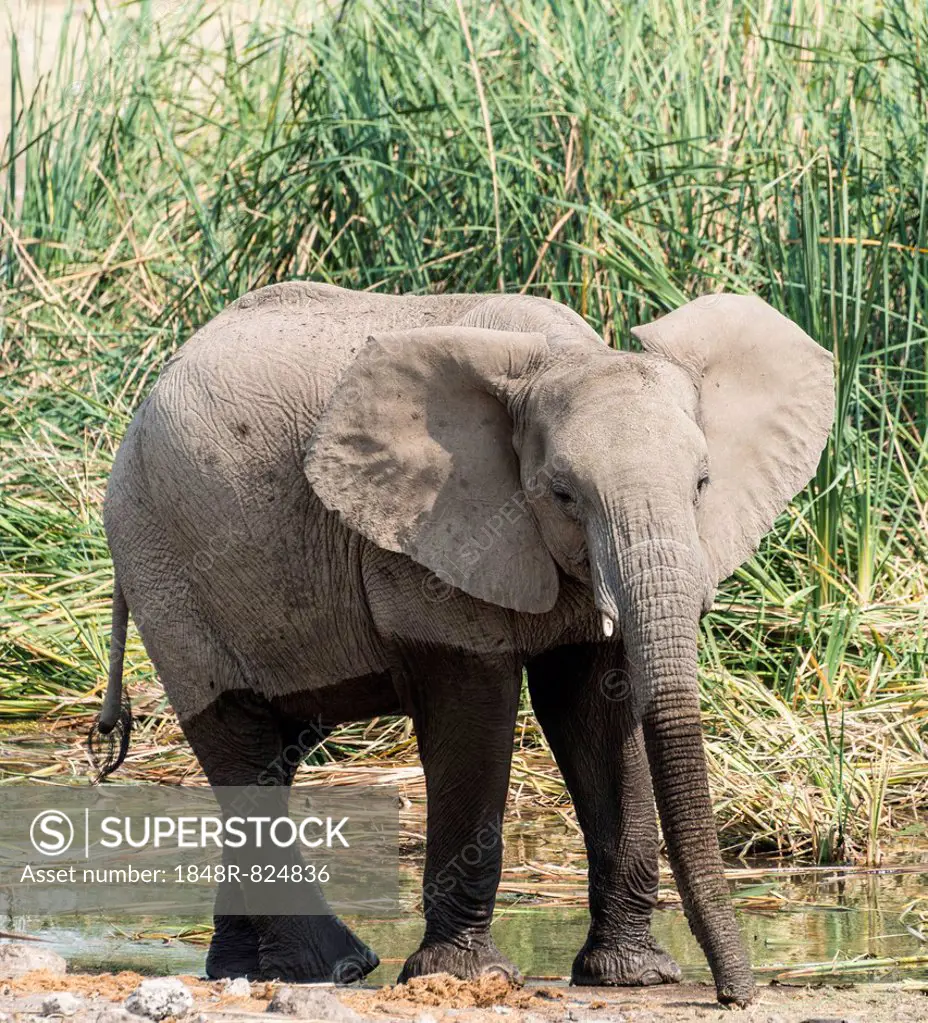 Young African Bush Elephant (Loxodonta africana) with wet feet standing in front of reeds, Koinachas Waterhole, Etosha National Park, Namibia