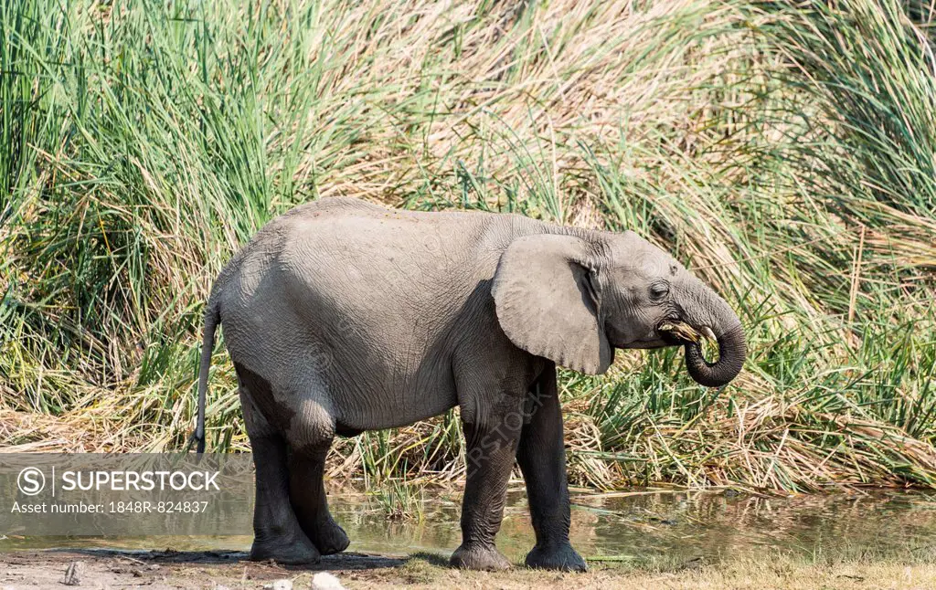 Young African Bush Elephant (Loxodonta africana) with wet feet walking in front of reeds, Koinachas Waterhole, Etosha National Park, Namibia