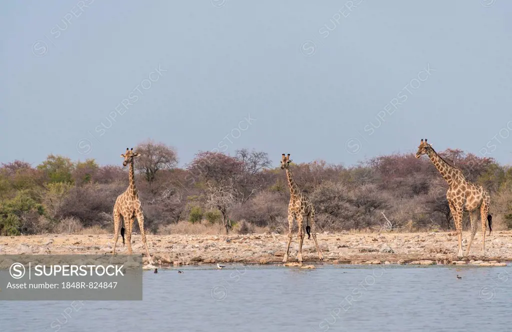 Giraffes (Giraffa camelopardis) drinking, Klein Namutoni water hole, Etosha National Park, Namibia