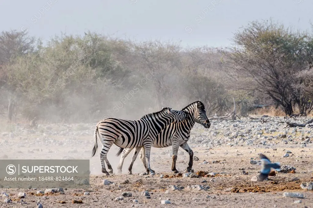 Two fighting Burchell's Zebras, (Equus quagga burchellii), Etosha National Park, Namibia