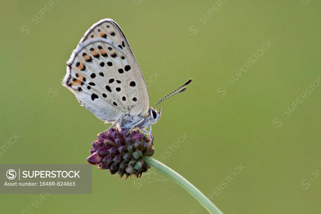 Sooty Copper (Lycaena tityrus) on Great Burnet (Sanguisorba officinalis), Hessen, Germany