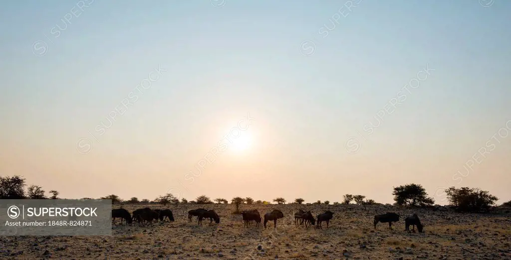 Blue Wildebeest (Connochaetes taurinus) herd in the evening light, Etosha National Park, Namibia