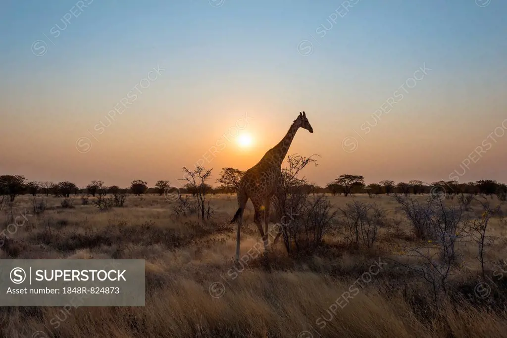 Giraffe (Giraffa camelopardis) in the steppe at sunset, Etosha National Park, Namibia