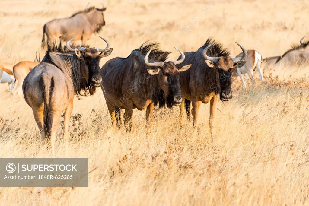 Wildebeest (Connochaetes taurinus), group in steppe grass, Etosha National Park, Namibia