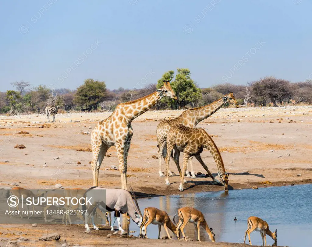 Giraffe (Giraffa camelopardalis), Gemsbok (Oryx gazella) and Black Faced Impala (Aepyceros melampus petersi) drinking at Chudob waterhole, Etosha Nati...