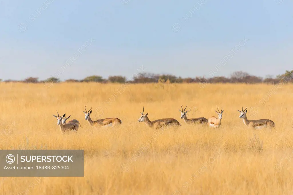 Springboks (Antidorcas marsupialis), Etosha National Park, Namibia
