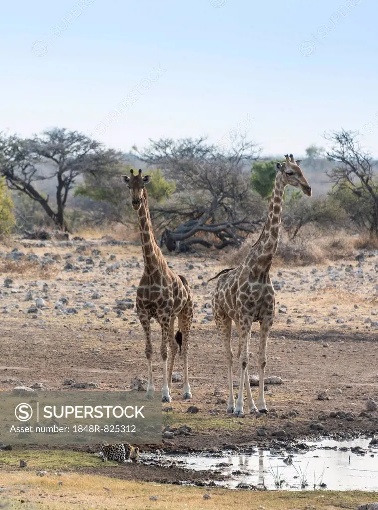 Giraffes (Giraffa camelopardis), drinking leopard (Panthera pardus), Koinachas water hole, Etosha National Park, Namibia
