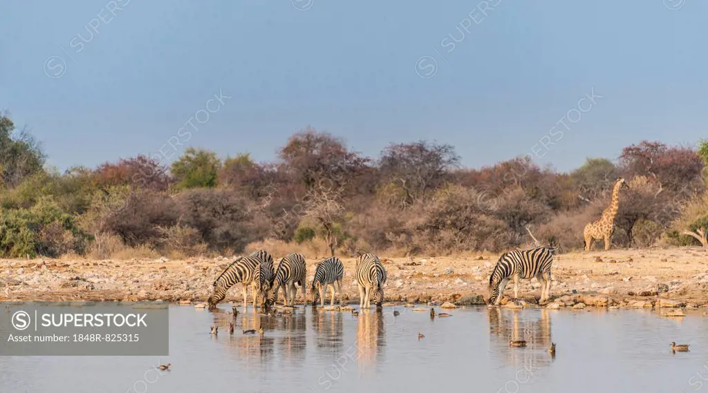 Burchell's Zebras (Equus quagga burchellii), Klein Namutoni water hole, Etosha National Park, Namibia