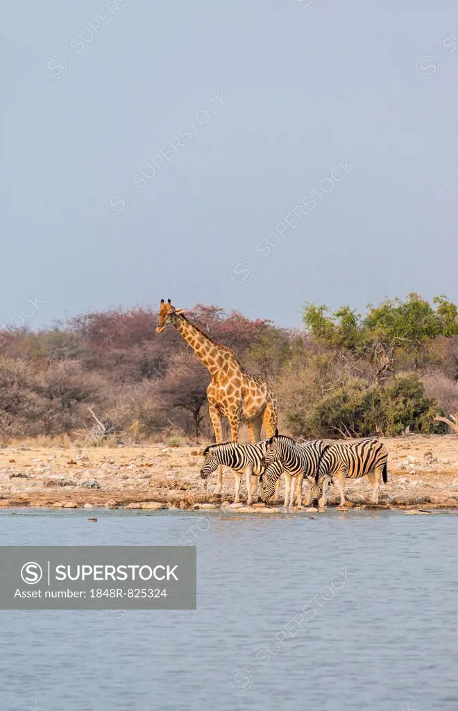 Giraffe (Giraffa camelopardis) and Burchell's Zebraa (Equus quagga burchellii), Klein Namutoni water hole, Etosha National Park, Namibia