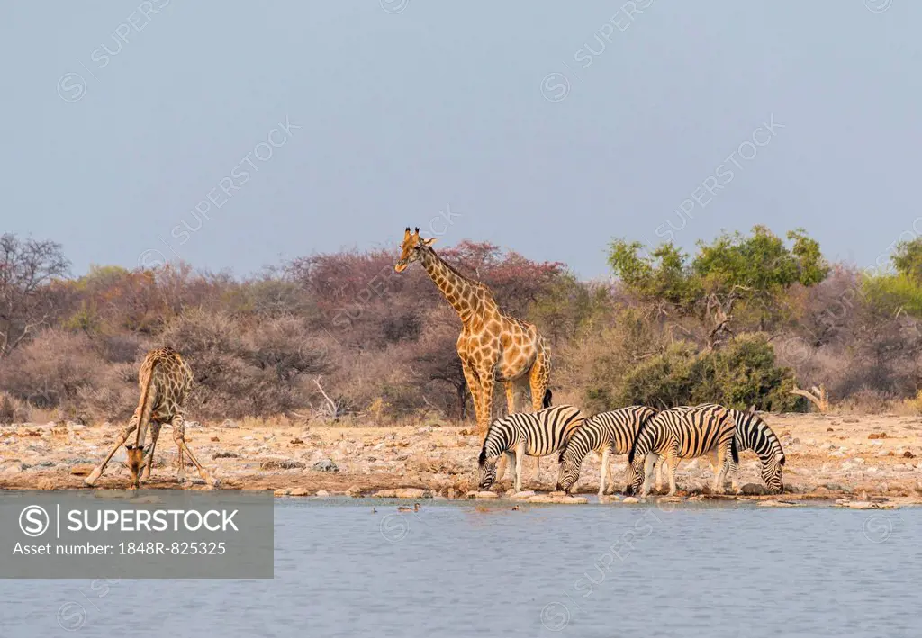 Giraffe (Giraffa camelopardis) and Burchell's Zebraa (Equus quagga burchellii), Klein Namutoni water hole, Etosha National Park, Namibia