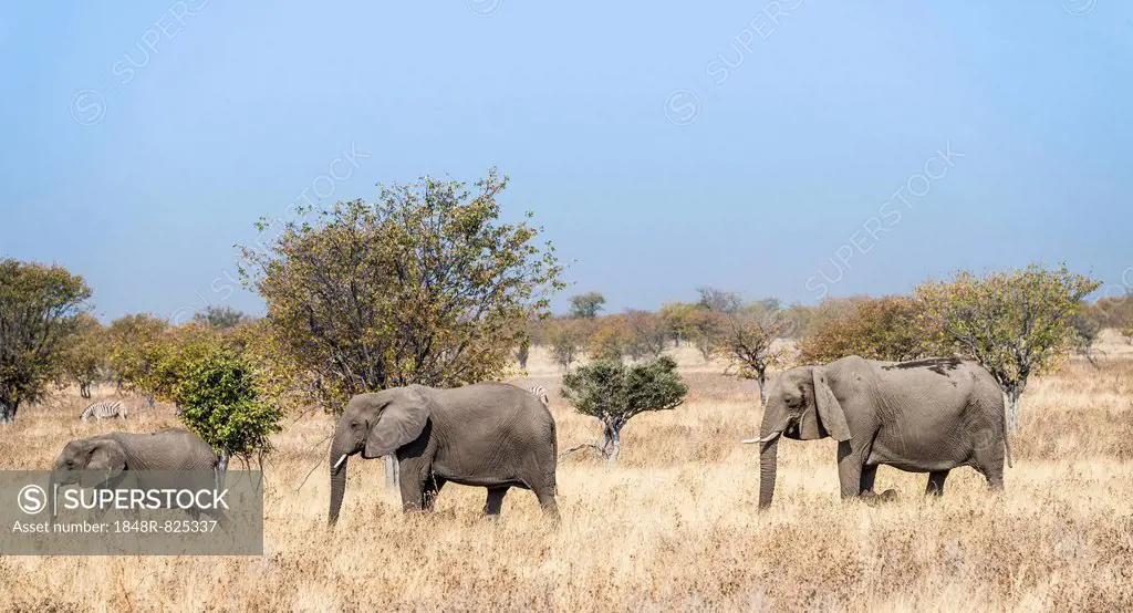 Three African Elephants (Loxodonta africana), moving through the dry grass, Etosha National Park, Namibia