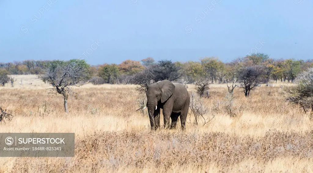 Young African Elephant (Loxodonta africana) moves through dry bushland, Etosha National Park, Namibia