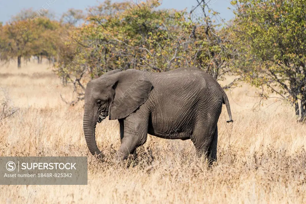 African Elephant (Loxodonta africana) feeding, Etosha National Park, Namibia