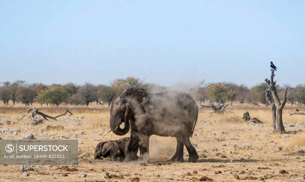 African Elephant (Loxodonta africana) adult with playful calf taking a dust bath, Rietfontein waterhole, Etosha National Park, Namibia