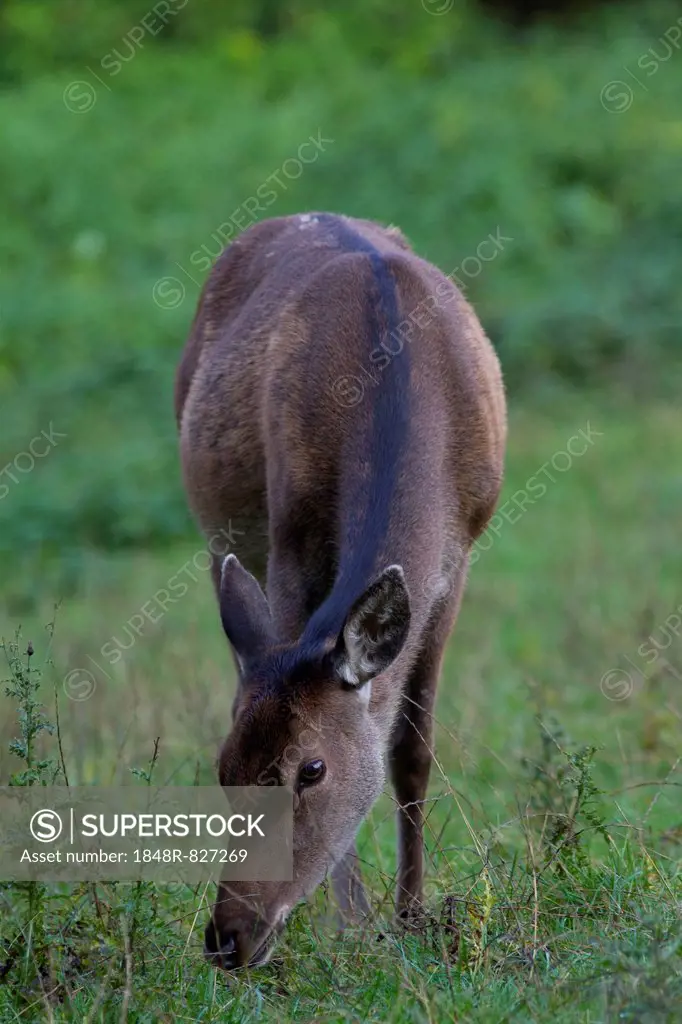 Reed deer (Cervus elaphus), feeding hind, Arnsberg Forest, North Rhine-Westphalia, Germany