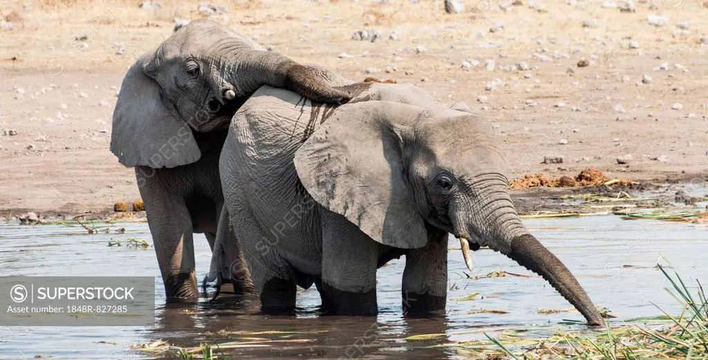 Two young African Bush Elephants (Loxodonta africana) playing in the water, Koinachas Waterhole, Etosha National Park, Namibia
