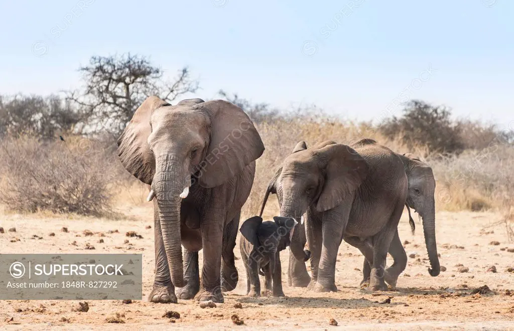 Small herd of African Bush Elephants (Loxodonta africana) marching with a calf, Etosha National Park, Namibia