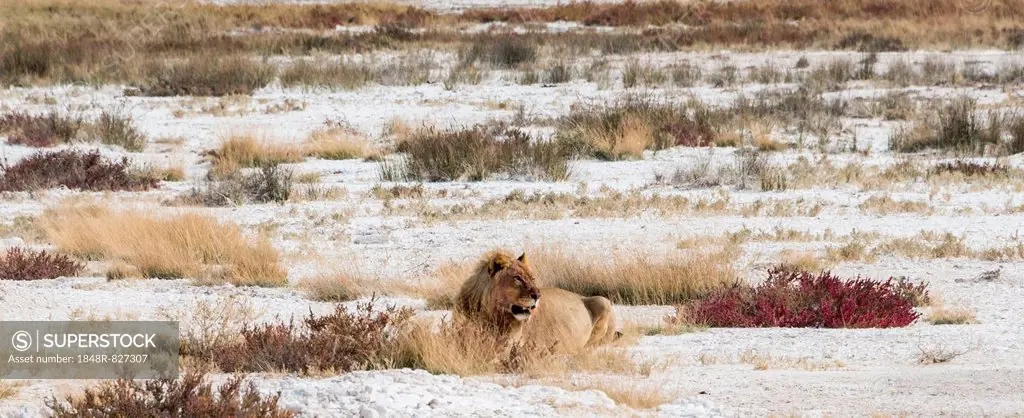 Lion (Panthera leo), gorged male lying on the edge of the Etosha Pan, Etosha National Park, Namibia