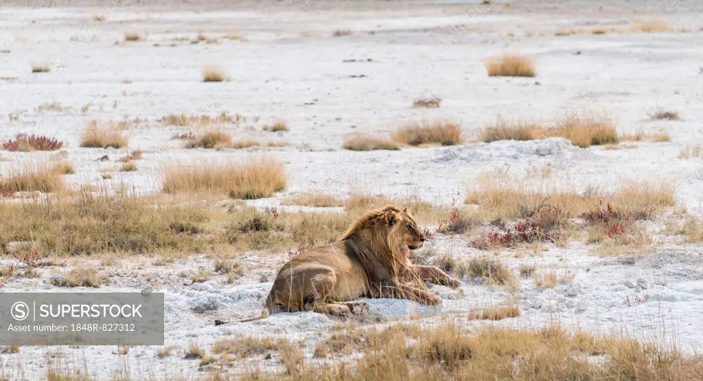 Lion (Panthera leo), gorged male lying on the edge of the Etosha Pan, Etosha National Park, Namibia