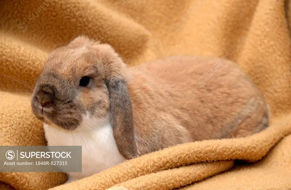 Lop-eared Rabbit, Dwarf Lop sitting on a blanket