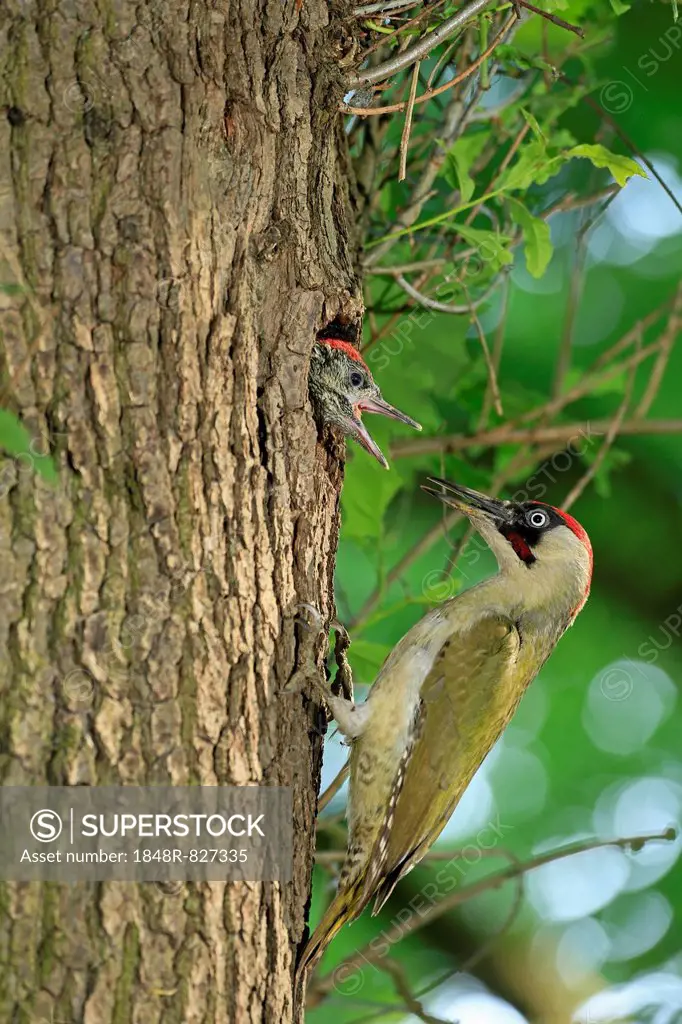 European Green Woodpecker (Picus viridis) feeding young at nest in tree hole, Germany