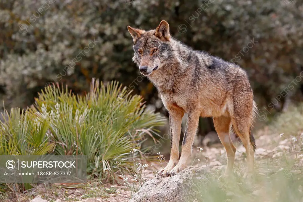 Iberian Wolf (Canis lupus lupus), Antequera, Spain