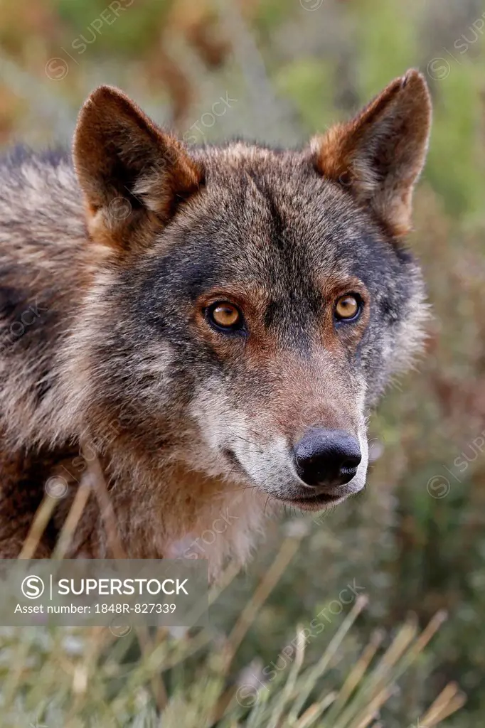 Iberian Wolf (Canis lupus lupus), Antequera, Spain