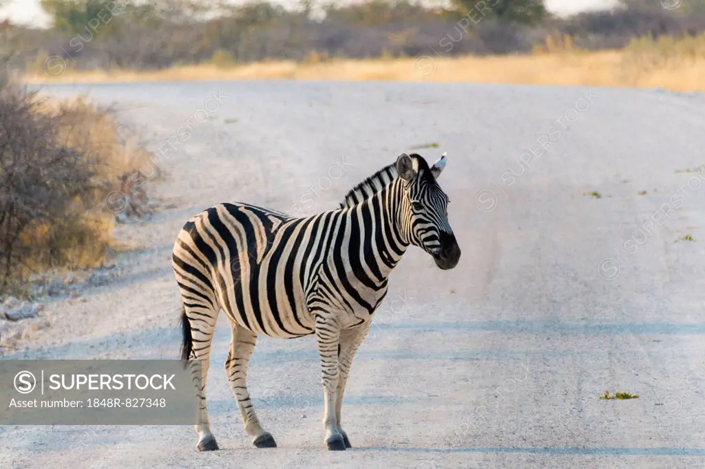 Burchell's Zebra (Equus burchellii) on a road, Etosha National Park, Namibia