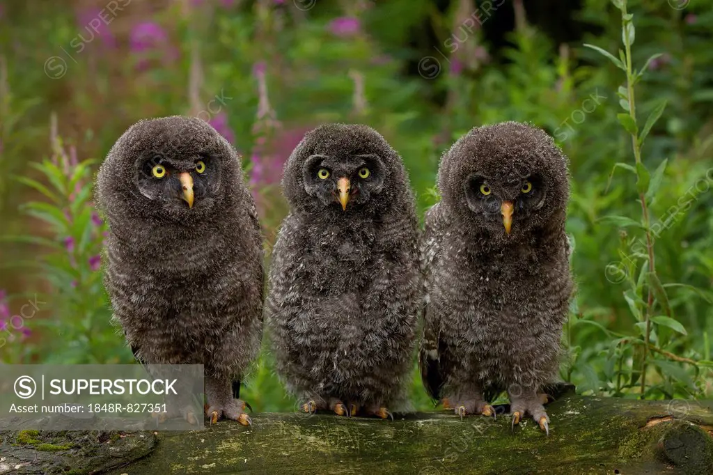 Young Great Grey Owls (Strix nebulosa), Germany