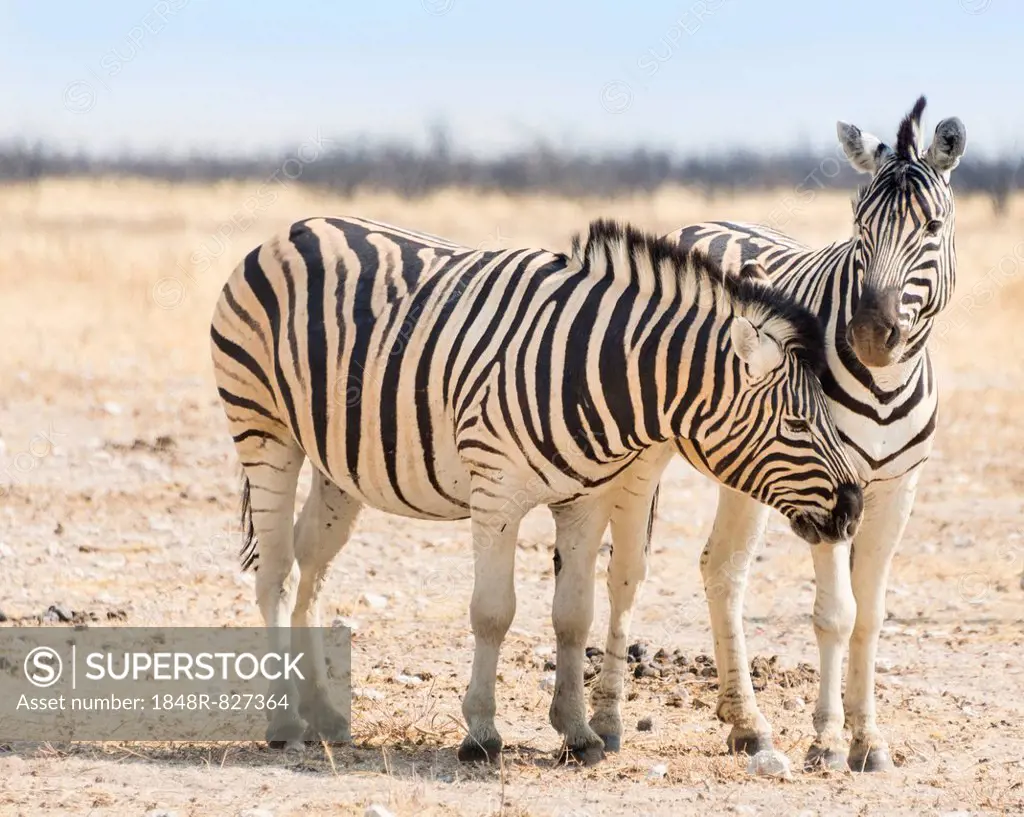 Burchell's Zebras (Equus burchellii) in the dry steppe, Etosha National Park, Namibia