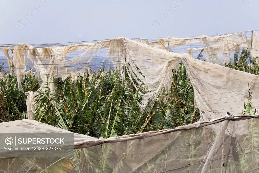 Banana plantations shredded by wind in Puerto Naos, La Palma, Canary Islands, Spain