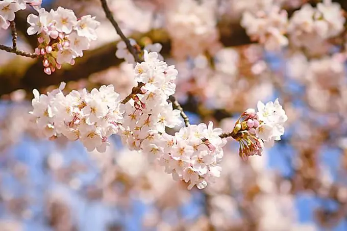 Blooming spring flowers of japanese Somei Yoshino cherry blossom tree