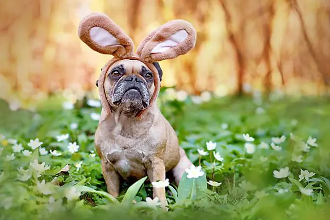 Easter French Bulldog dog with rabbit costume ears sitting between spring flowers