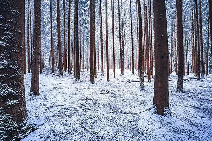 Forest in the snow in bad weather, Unterhaugstett, Black Forest, Germany, Europe