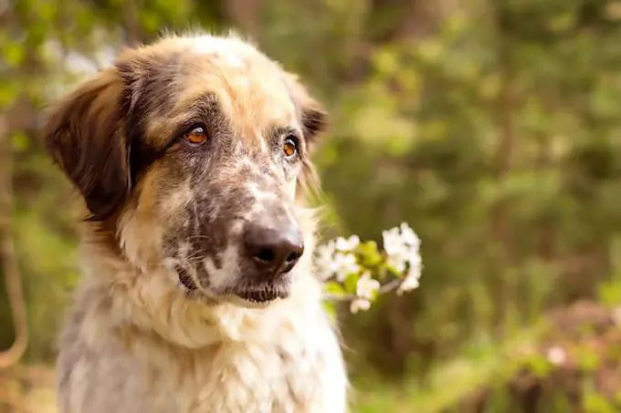 Big dog portrait with spring flowers, summer or springtime