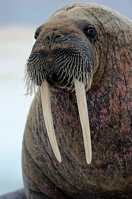 Portrait of walrus (Odobenus rosmarus) Foxe Basin, Nunavut, Canada, North America