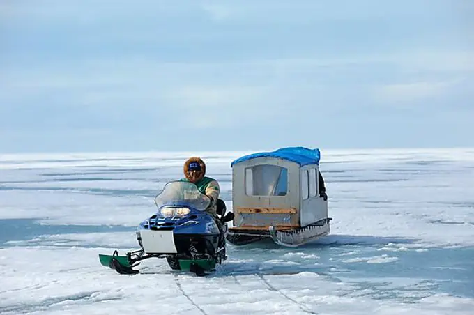Inuit hunter driving snowmobile with Qamutik Inuit sledge on icepack, Arctic Bay, Baffin Island, Nunavut, Canada, North America
