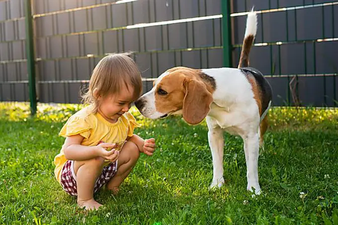Baby girl together with beagle dog in garden in summer day. Domestic animal with children concept