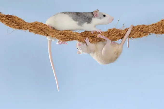 Fancy Rats, husky and cream coloured, climbing on a rope