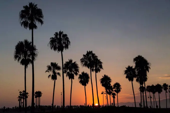 Palms in backlight at sunset, Venice Beach, Los Angeles, California, USA