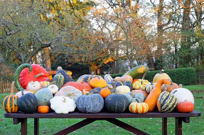 Selection of different varieties of pumpkin in autumn, Red Wart, Muscat de Provence, Patisson or Pattypan Squash, Queensland Blue, Puccini, Yellow Sli...