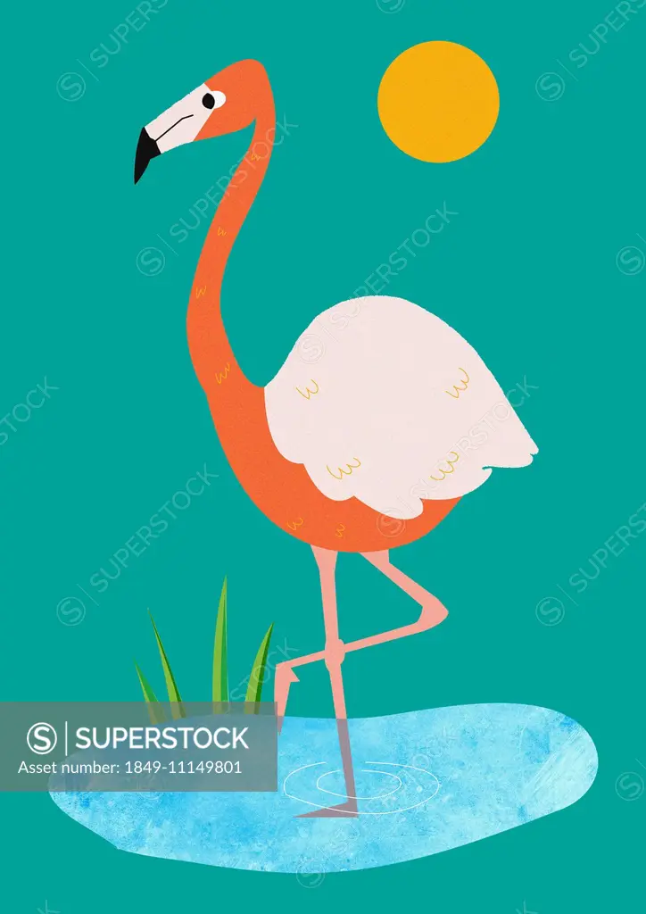 Flamingo standing in pond