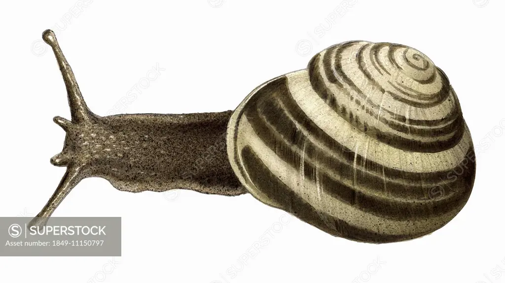 Close up of White-lipped snail, Cepaea hortensis, on white background