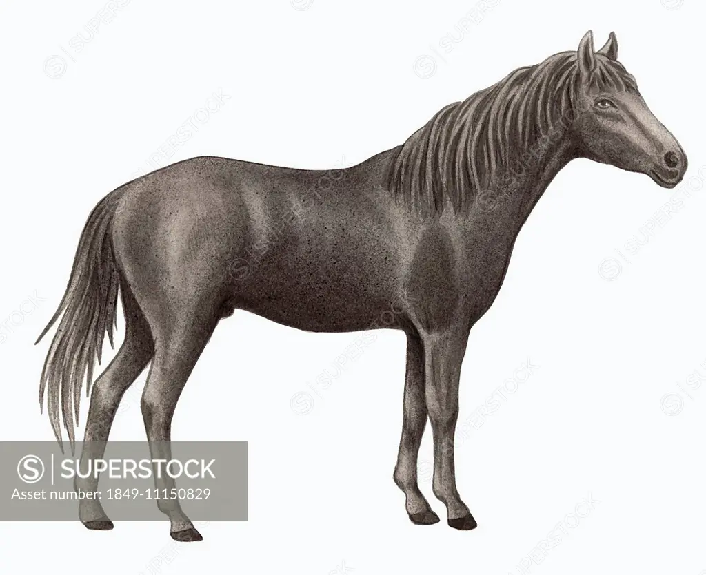 Caspian horse (Equus ferus caballus) on white background